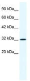 Anx1 antibody, TA341644, Origene, Western Blot image 