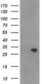 Ras association domain-containing protein 5 antibody, NBP2-03691, Novus Biologicals, Western Blot image 