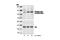 Janus Kinase 1 antibody, 3331S, Cell Signaling Technology, Western Blot image 