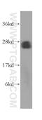 BCL2 Interacting Protein 1 antibody, 15964-1-AP, Proteintech Group, Western Blot image 