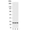 C-C Motif Chemokine Ligand 1 antibody, R30600, NSJ Bioreagents, Western Blot image 