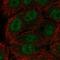ETS2 Repressor Factor antibody, HPA058532, Atlas Antibodies, Immunofluorescence image 