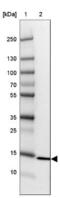 Ribosomal Protein S26 antibody, NBP1-92352, Novus Biologicals, Western Blot image 