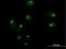 GOS-28 antibody, H00009527-B01P, Novus Biologicals, Immunofluorescence image 
