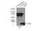 S100C antibody, 10237-1-AP, Proteintech Group, Immunoprecipitation image 