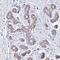 Olfactory Receptor Family 2 Subfamily W Member 3 antibody, PA5-61043, Invitrogen Antibodies, Immunohistochemistry frozen image 