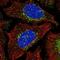 WASH Complex Subunit 2A antibody, PA5-66355, Invitrogen Antibodies, Immunofluorescence image 