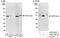 Glycogen Synthase Kinase 3 Beta antibody, A302-048A, Bethyl Labs, Western Blot image 