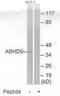 Epoxide Hydrolase 3 antibody, MBS003330, MyBioSource, Western Blot image 