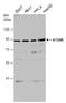 Autophagy Related 9B antibody, GTX132439, GeneTex, Western Blot image 