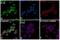 Major Histocompatibility Complex, Class I, B antibody, PA5-29929, Invitrogen Antibodies, Immunofluorescence image 