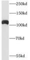 Rho/Rac Guanine Nucleotide Exchange Factor 2 antibody, FNab03412, FineTest, Western Blot image 