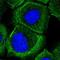 ADP Ribosylation Factor Like GTPase 13A antibody, NBP1-90844, Novus Biologicals, Immunocytochemistry image 
