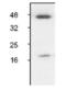 ICE antibody, ALX-210-804-C100, Enzo Life Sciences, Western Blot image 