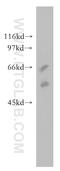Somatostatin receptor type 5 antibody, 51029-2-AP, Proteintech Group, Western Blot image 