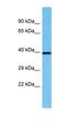 Olfactory Receptor Family 2 Subfamily L Member 2 antibody, orb327046, Biorbyt, Western Blot image 