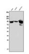 ICAM1 antibody, A00171, Boster Biological Technology, Western Blot image 