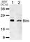 BCL2 Like 11 antibody, NBP1-76963, Novus Biologicals, Immunohistochemistry frozen image 