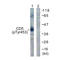 CD5 Molecule antibody, LS-C198767, Lifespan Biosciences, Western Blot image 