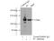 Pyruvate carboxylase, mitochondrial antibody, 16588-1-AP, Proteintech Group, Immunoprecipitation image 