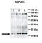 Acidic Nuclear Phosphoprotein 32 Family Member A antibody, TA345682, Origene, Western Blot image 