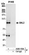 G Protein Nucleolar 2 antibody, A305-155A, Bethyl Labs, Immunoprecipitation image 