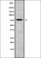 Mitochondrial Ribosomal Protein L43 antibody, orb337906, Biorbyt, Western Blot image 