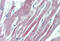 Galanin Receptor 2 antibody, MBS244862, MyBioSource, Immunohistochemistry frozen image 
