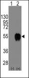 CD14 antibody, TA302271, Origene, Western Blot image 