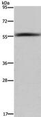 Fatty Acyl-CoA Reductase 2 antibody, PA5-50411, Invitrogen Antibodies, Western Blot image 