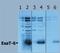 6 kDa early secretory antigenic target antibody, PA1-19446, Invitrogen Antibodies, Western Blot image 