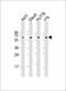 YY1 Transcription Factor antibody, 60-466, ProSci, Western Blot image 