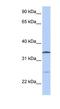 OCIA Domain Containing 1 antibody, NBP1-54905, Novus Biologicals, Western Blot image 