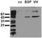 Mitogen-Activated Protein Kinase Kinase 1 antibody, AM00090PU-N, Origene, Western Blot image 