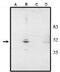 Visual System Homeobox 2 antibody, GTX16142, GeneTex, Western Blot image 