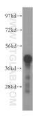 Glycine C-Acetyltransferase antibody, 16317-1-AP, Proteintech Group, Western Blot image 