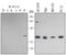 14-3-3 zeta antibody, AF2669, R&D Systems, Western Blot image 
