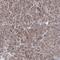 Elongation factor G, mitochondrial antibody, HPA034765, Atlas Antibodies, Immunohistochemistry paraffin image 