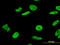 Heterogeneous Nuclear Ribonucleoprotein A1 antibody, LS-C197429, Lifespan Biosciences, Immunofluorescence image 