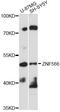 Zinc Finger Protein 566 antibody, LS-C749435, Lifespan Biosciences, Western Blot image 