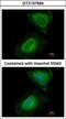 UPF2 Regulator Of Nonsense Mediated MRNA Decay antibody, GTX107694, GeneTex, Immunofluorescence image 