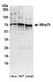 Nuclear Speckle Splicing Regulatory Protein 1 antibody, A304-657A, Bethyl Labs, Western Blot image 