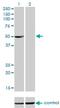 PDZ And LIM Domain 7 antibody, H00009260-M01, Novus Biologicals, Western Blot image 