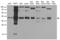 Non-Homologous End Joining Factor 1 antibody, LS-C796568, Lifespan Biosciences, Western Blot image 
