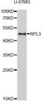 L4 antibody, A6973, ABclonal Technology, Western Blot image 