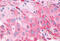 Prostaglandin F Receptor antibody, MBS243690, MyBioSource, Immunohistochemistry frozen image 