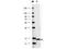 Interleukin-17F antibody, TA319510, Origene, Western Blot image 