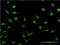 Proteasome 20S C2 antibody, H00005682-M02, Novus Biologicals, Immunocytochemistry image 