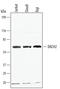 Dachshund Family Transcription Factor 2 antibody, AF5230, R&D Systems, Western Blot image 
