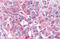 G Protein-Coupled Receptor 4 antibody, MBS243000, MyBioSource, Immunohistochemistry frozen image 